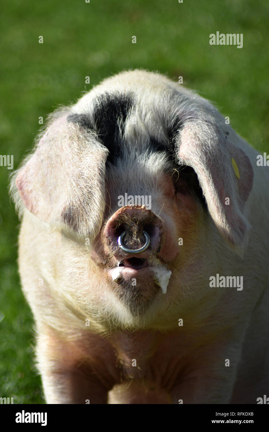 Gloucester Old Spot Pig at Cotswold Farm Park, Nr Guiting Power