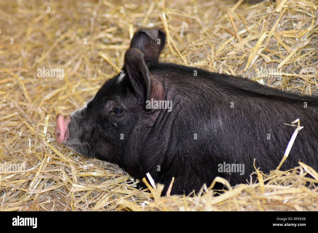 Pig at Cotswold Farm Park, Nr Guiting Power, Gloucestershire, England