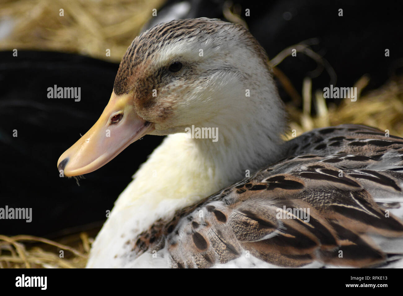 Duck at Cotswold Farm Park, Nr Guiting Power, Gloucestershire, England