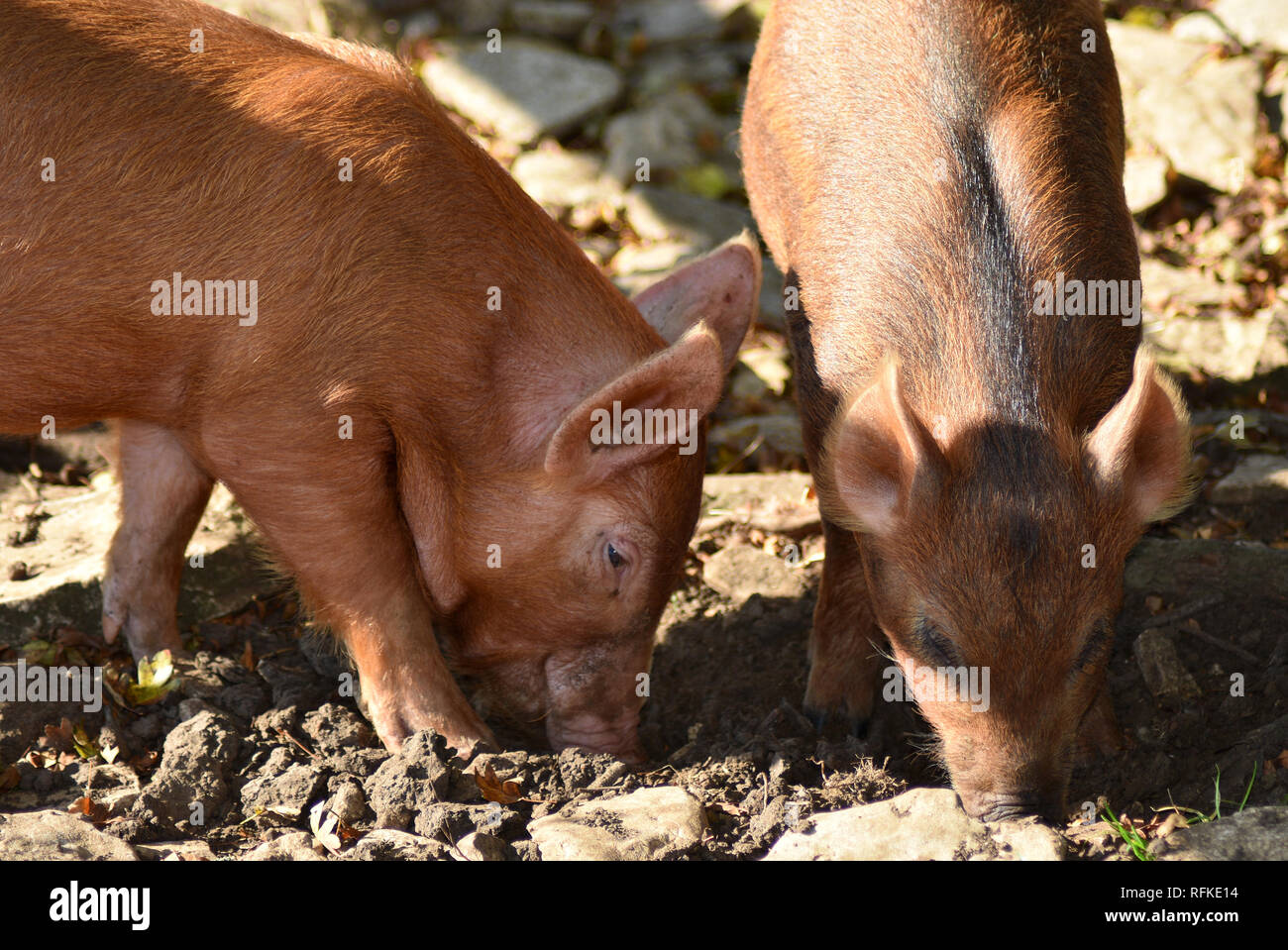 Tamworth Piglets at Cotswold Farm Park, Nr Guiting Power