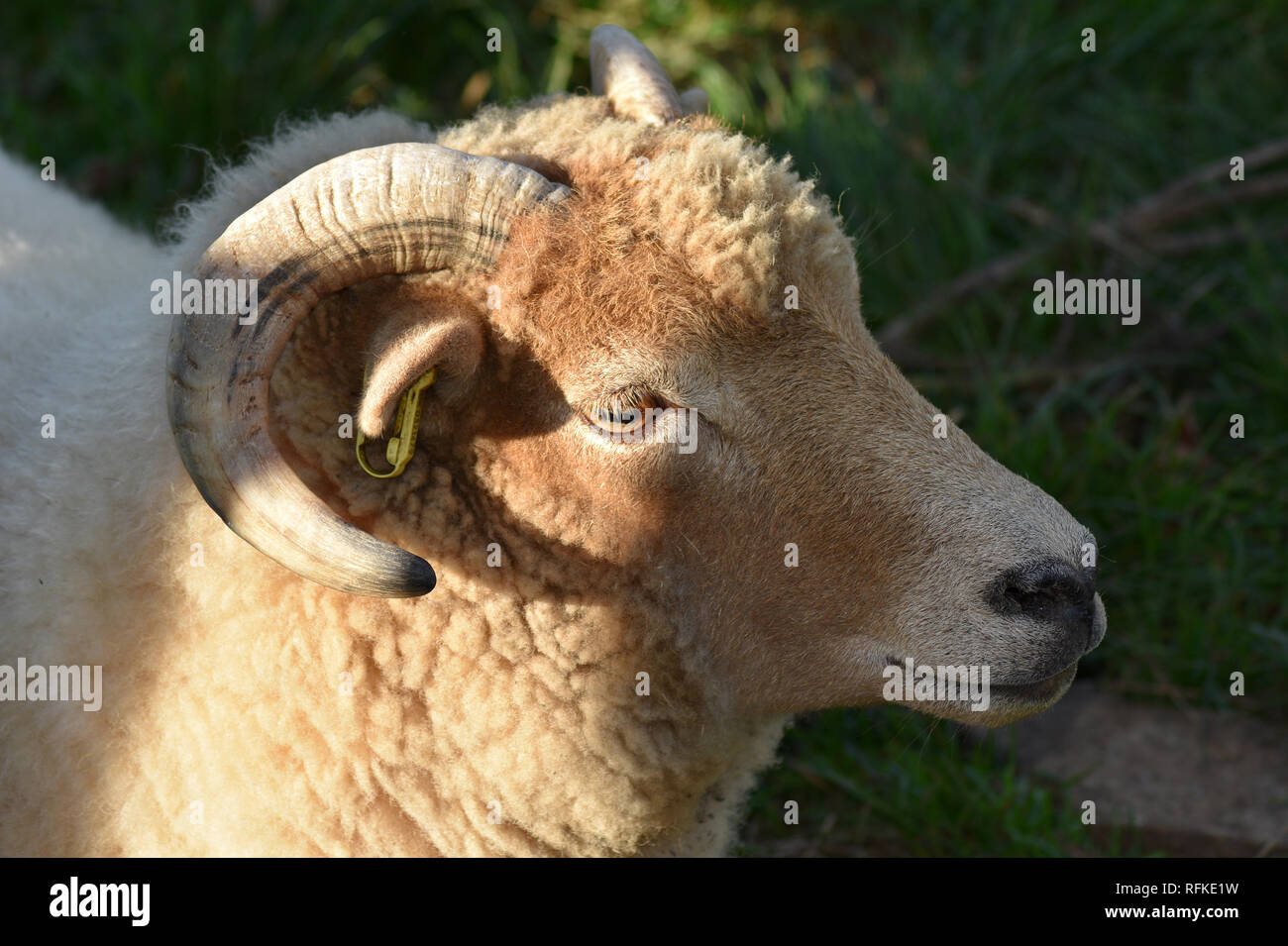 Sheep at Cotswold Farm Park, Nr Guiting Power, Gloucestershire, England