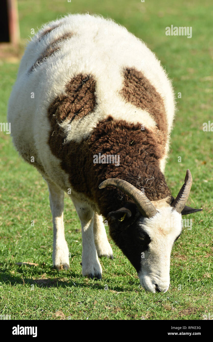 Jacob Sheep Cotswold Farm Park, Nr Guiting Power, Gloucestershire