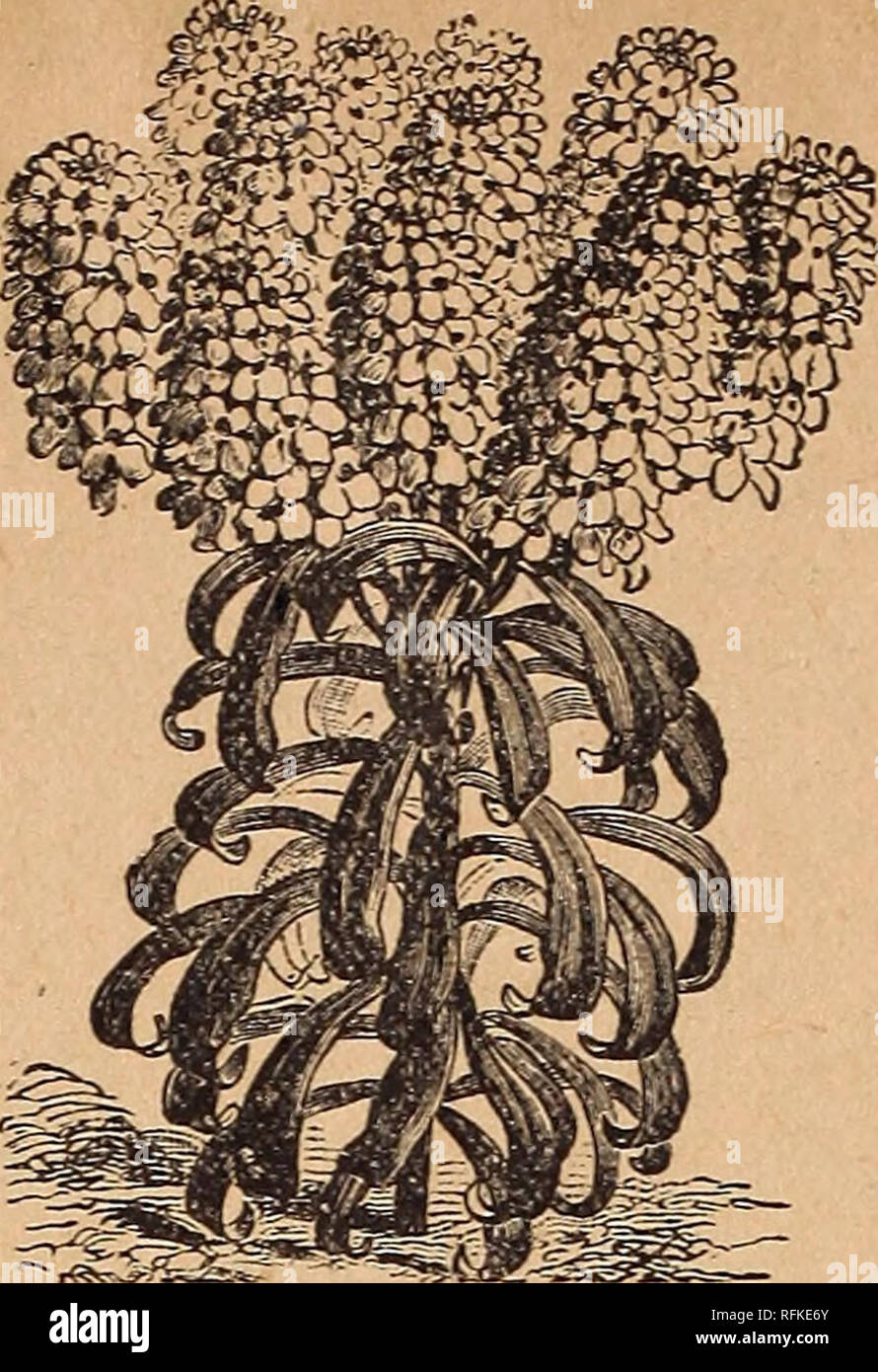 . Key to profit in the garden. Nursery stock Pennsylvania Philadelphia Catalogs; Vegetables Seeds Catalogs; Flowers Seeds Catalogs; Agricultural implements Catalogs. CAMPANULA; (Canterbury Bells.) 7ell-kiiown, beautiful, hardy, herbaceous perennial, bearing a great profusion of attractive bell-flowers : thriving best -n light, rich soil; some of the varieties flower the first season if planted early. 520 Speculum, Fl. PI, A double blue variety of Venus' Looking-Glass ; fine for cutting and bouquets ; 6 in. Pkt. 5c., trade pkt. 15c. 52a Calycanthemea, mixed. (Cup and Saucer Campan- ula.) The fi Stock Photo