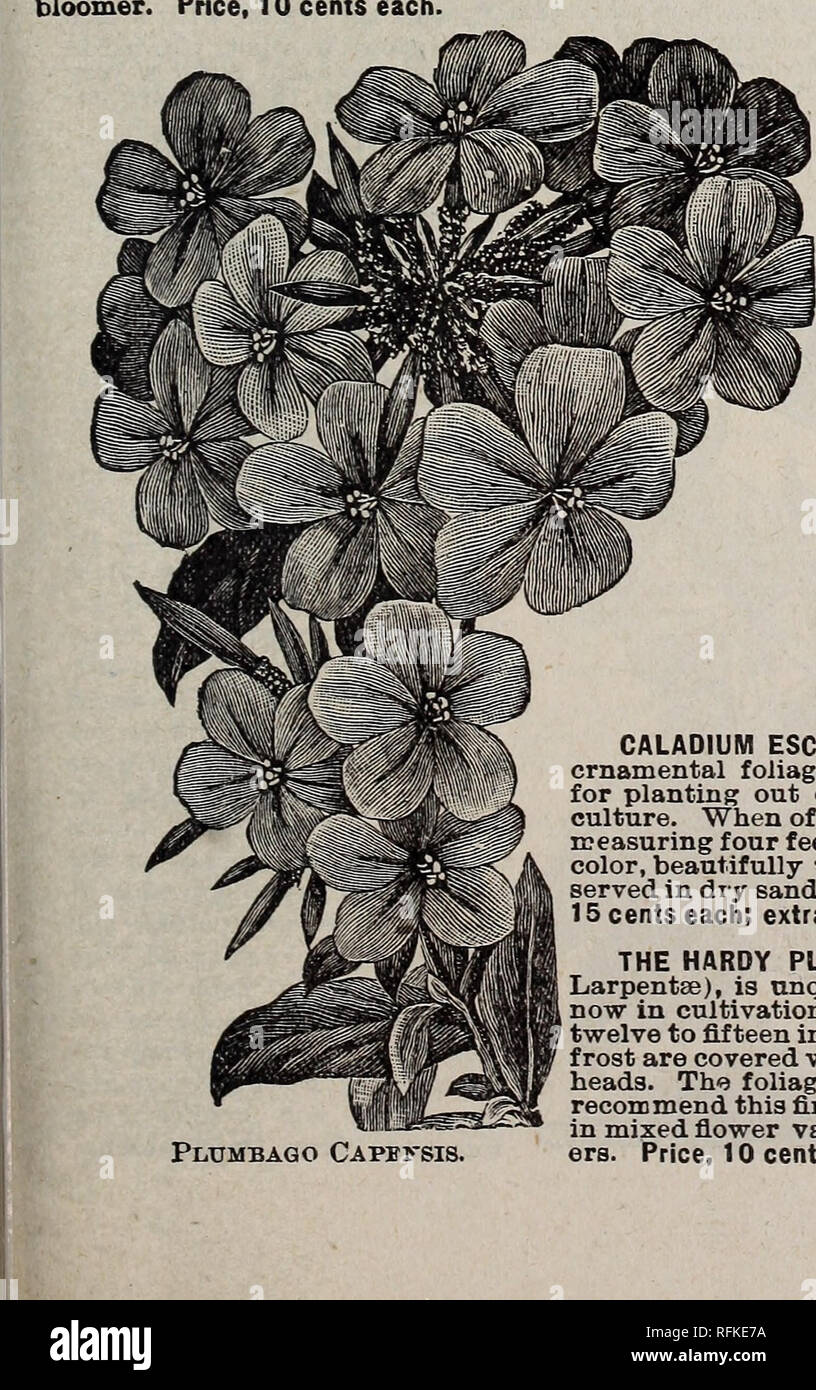 . The Geo. H. Mellen Co. : 1900. Nursery stock Ohio Springfield Catalogs; Bulbs (Plants) Catalogs; Flowers Seeds Catalogs; Plants, Ornamental Catalogs; Fruit Catalogs. PLUMBAGO. The Plumbagoes are always satisfactory plants, either for pot culture ot for the garden. They are constant bloom- ers, and their delicate and graceful flowers are very useful for cutting. o O CAPENSIS—A well-known favorite, and always valu- : : able because it produces large trusses of beautiful, light- : : blue flowers. Price, 10 cents. O ; O COCCINEA ROSEA SUPERBA—Flowers in large racemes from twelve to fifteen inche Stock Photo