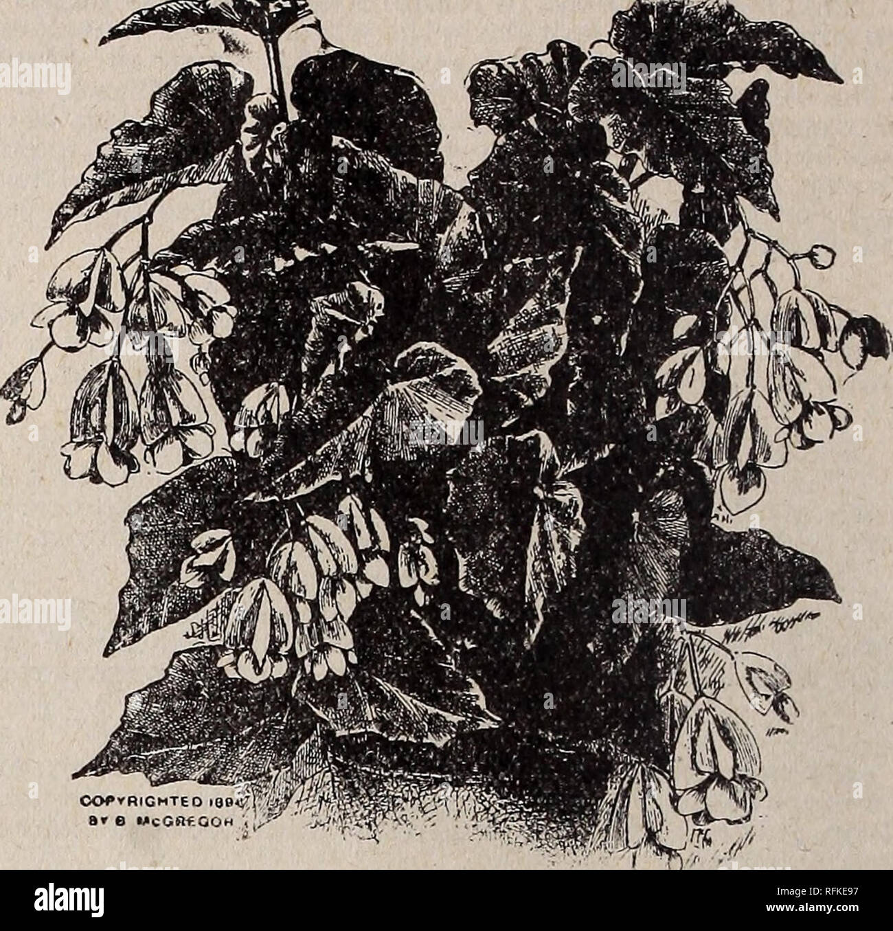 . The Geo. H. Mellen Co. : 1900. Nursery stock Ohio Springfield Catalogs; Bulbs (Plants) Catalogs; Flowers Seeds Catalogs; Plants, Ornamental Catalogs; Fruit Catalogs. Begonia Rubra. ?0000000-(X&gt;00K&gt;0^^ RUBRA. S If you only have one Begonia, let it be a Rubra V for it will prove a constant delight. It is bo fast grow Y ing that it will in a year or two reach the top of your Y window, sending up heavy, stiff canes an inch in di- ^ ameter, and rising beside them will grow strong, 5 slender branches, gracefully drooping under heavy wazen leaves and pendant panicles of coral-colored flowers  Stock Photo