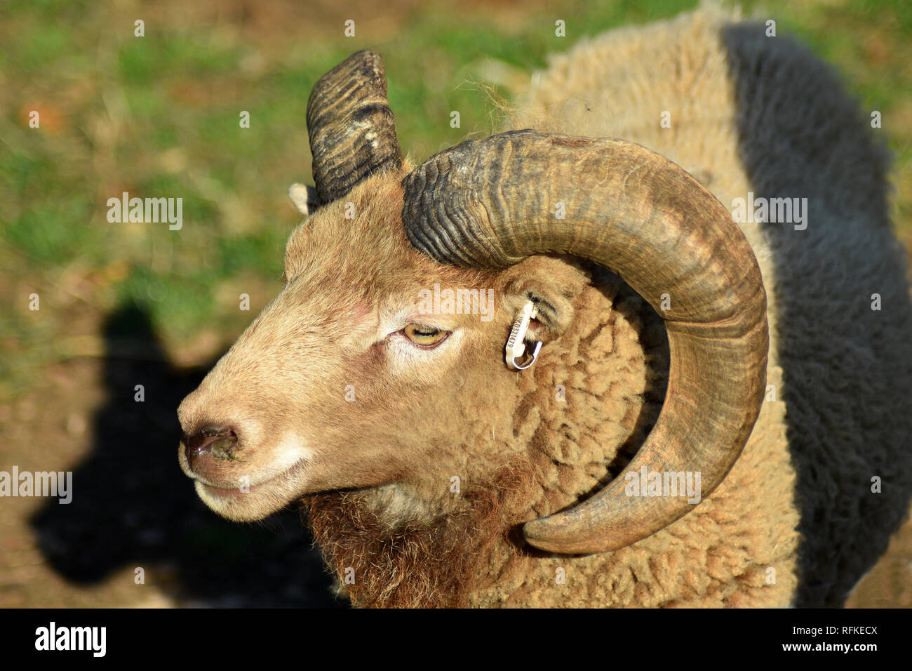 Castlemilk Moorit Rare Breed Sheep at Cotswold Farm Park, Nr Guiting