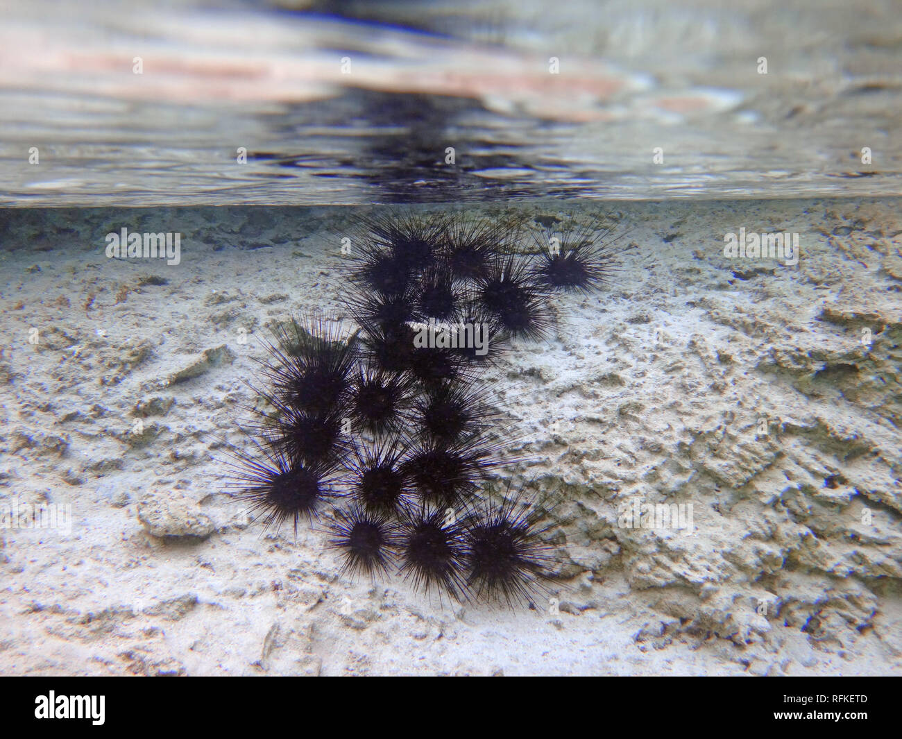 Underwater view of black sea urchin with long spikes in the Bora Bora lagoon in French Polynesia Stock Photo