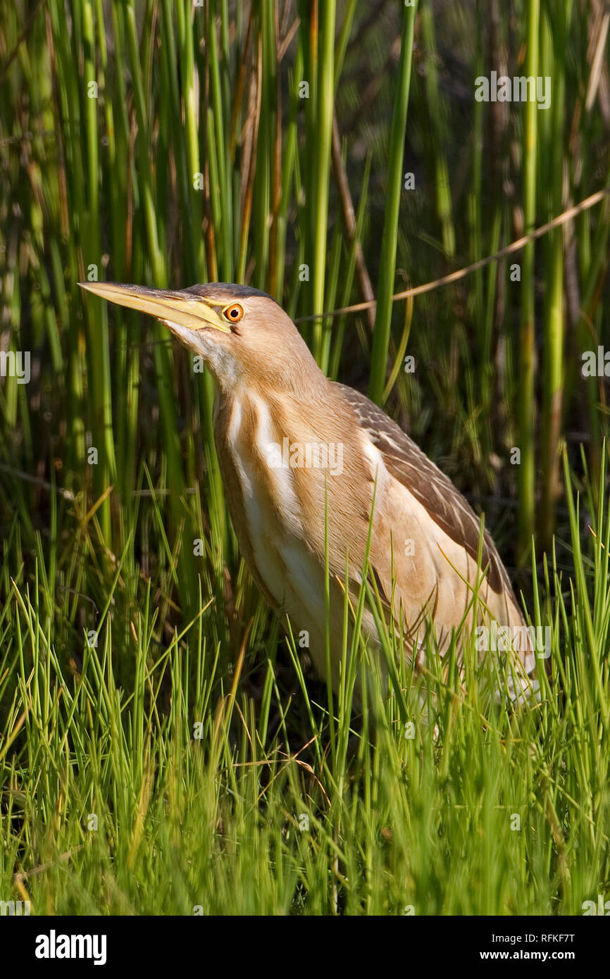 Little bittern sale