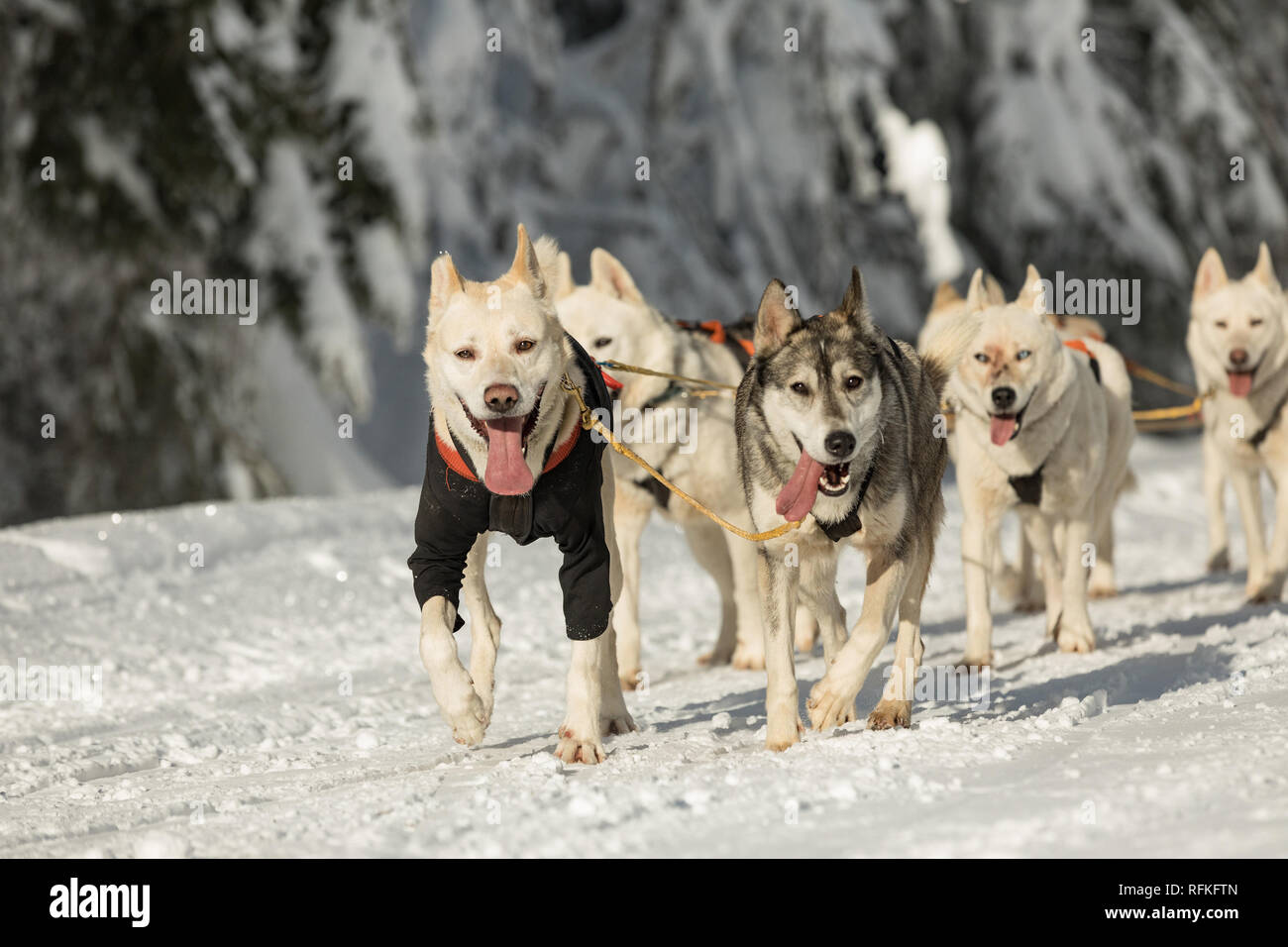 A team of four husky sled dogs running on a snowy wilderness road ...