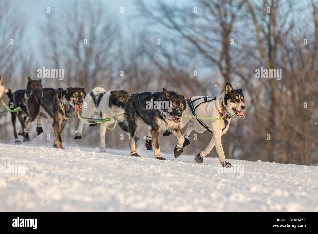 Husky dogs in a team in winter landscape. Husky sled dogs running on a snowy wilderness road. Sledding with husky dogs in winter czech countryside. Stock Photo