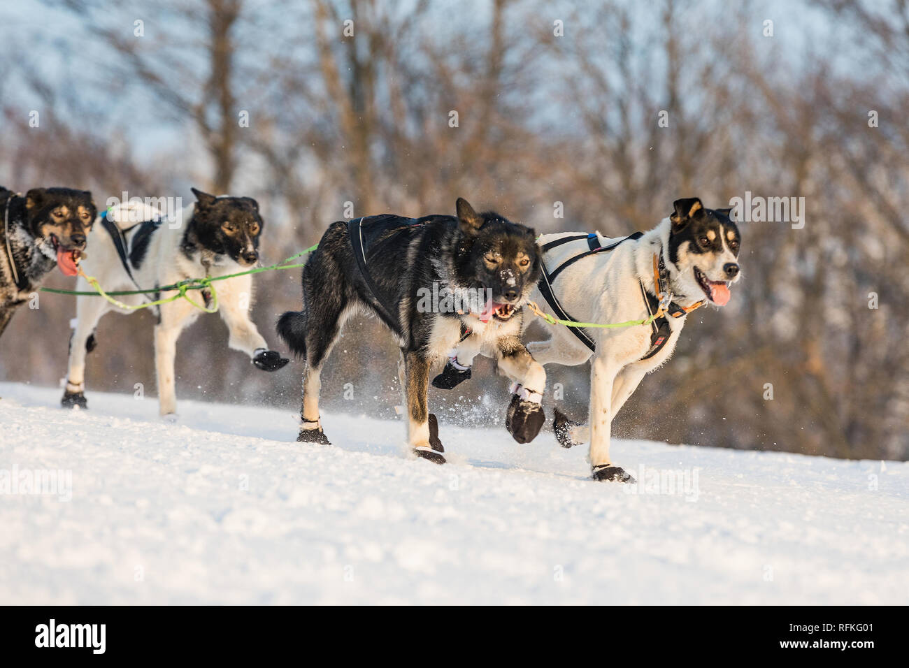 Husky dogs in a team in winter landscape. Husky sled dogs running on a snowy wilderness road. Sledding with husky dogs in winter czech countryside. Stock Photo