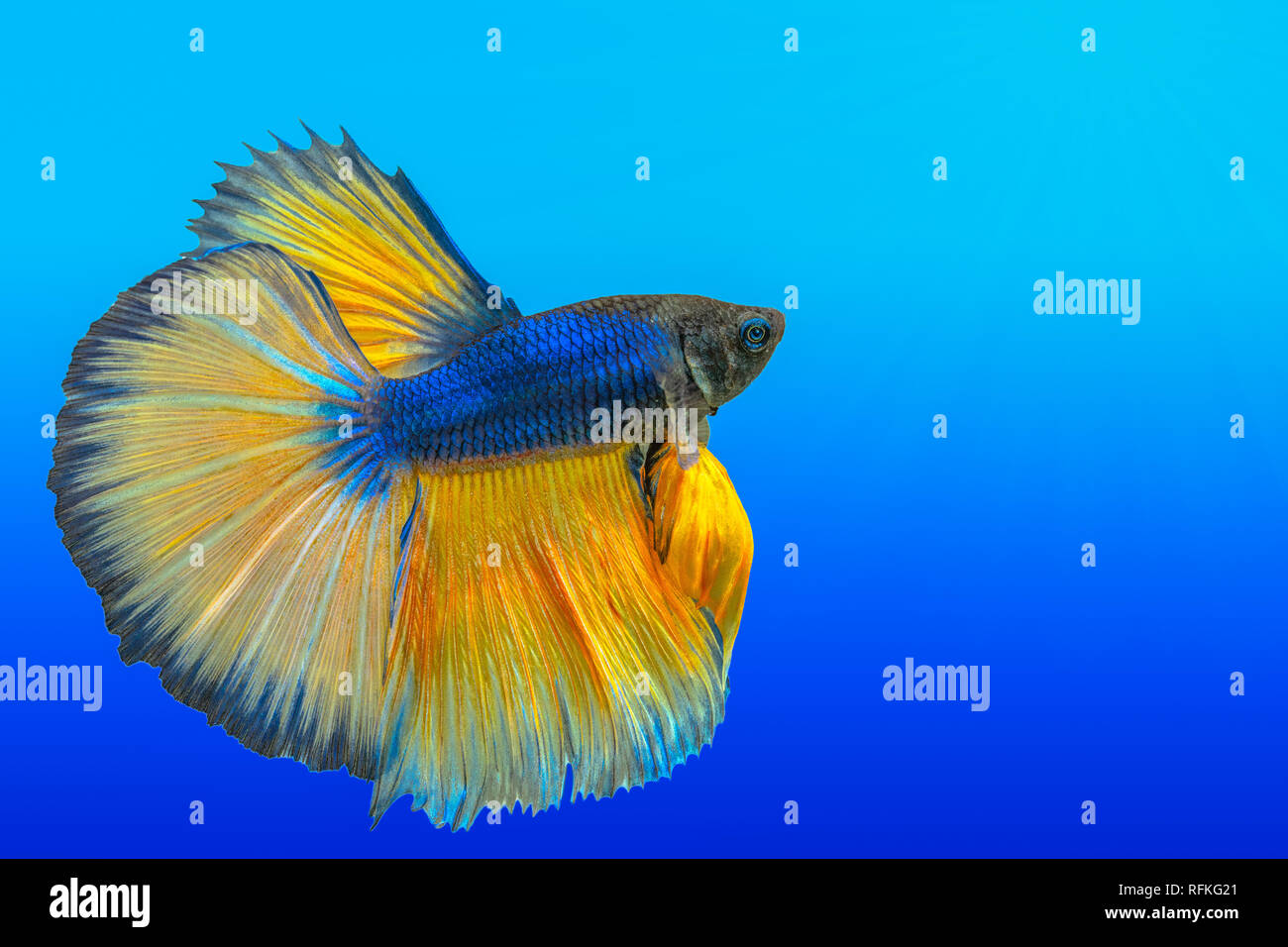 yellow siamese fighting fish,Halfmoon betta fish isolated on white background. Stock Photo