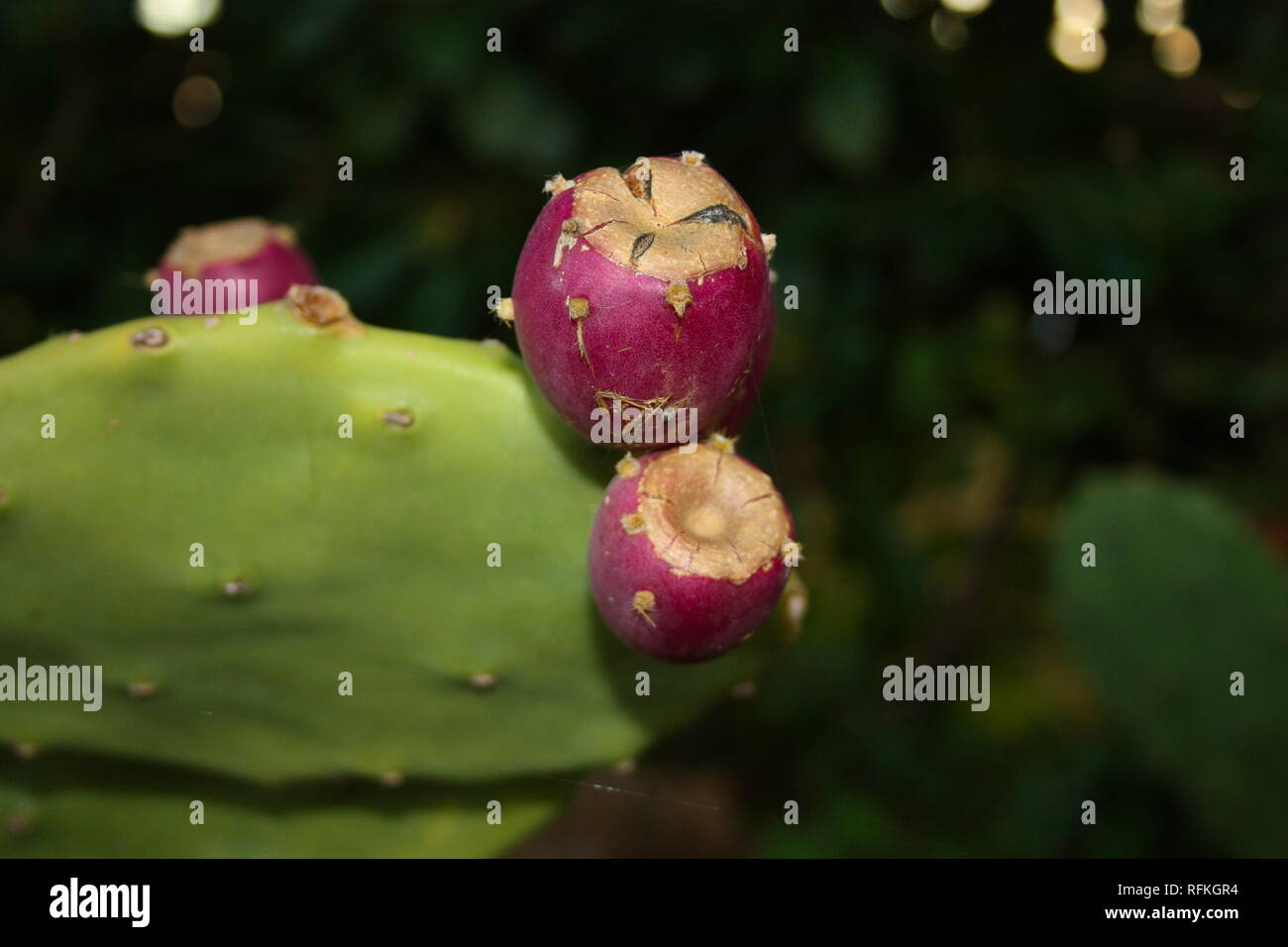 Plant And Fruit Of Prickly Pear Of Purple Color Ripe Juicy Tasty Stock Photo Alamy
