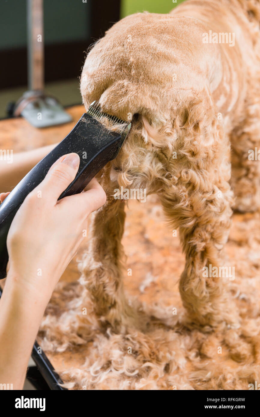 Trimmer cocker outlet spaniel