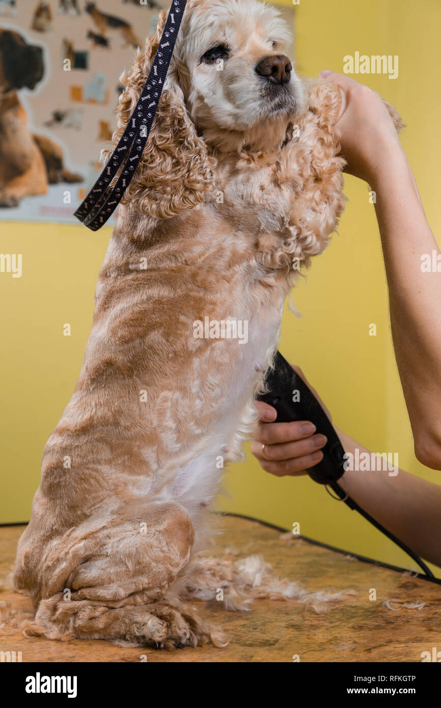 Grooming The Hair Of Brown Dog Breed Cocker Spaniel The Groomer