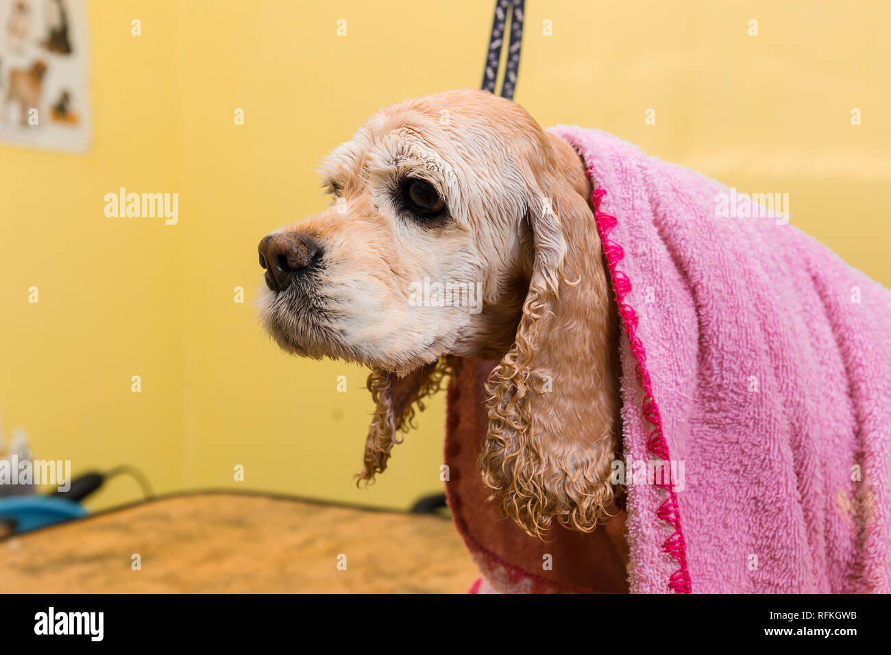 Grooming the hair of brown dog breed Cocker Spaniel. The groomer uses a
