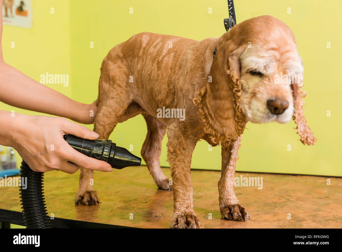 What Do Groomers Use To Dry Dogs