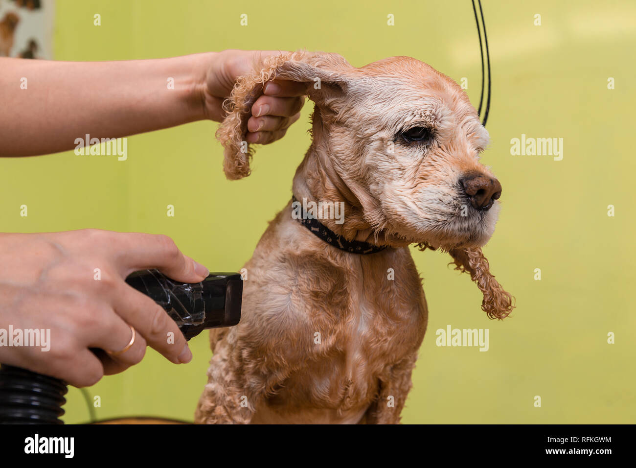 Grooming the hair of brown dog breed Cocker Spaniel. The groomer uses a