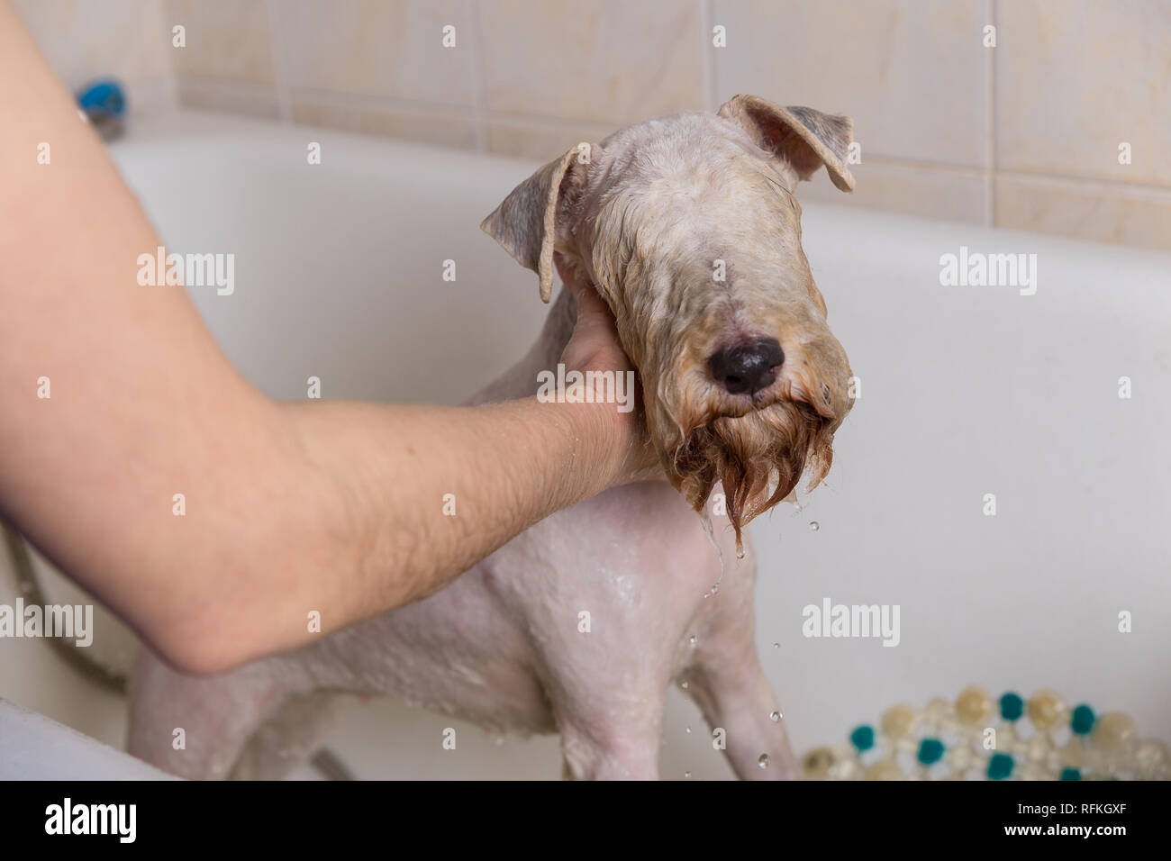 The Fox Terrier Taking A Shower With Soap And Water Washing The Dog After A Haircut Stock Photo Alamy