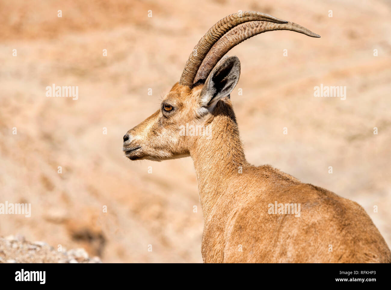 Goat antelope portrait Stock Photo Alamy
