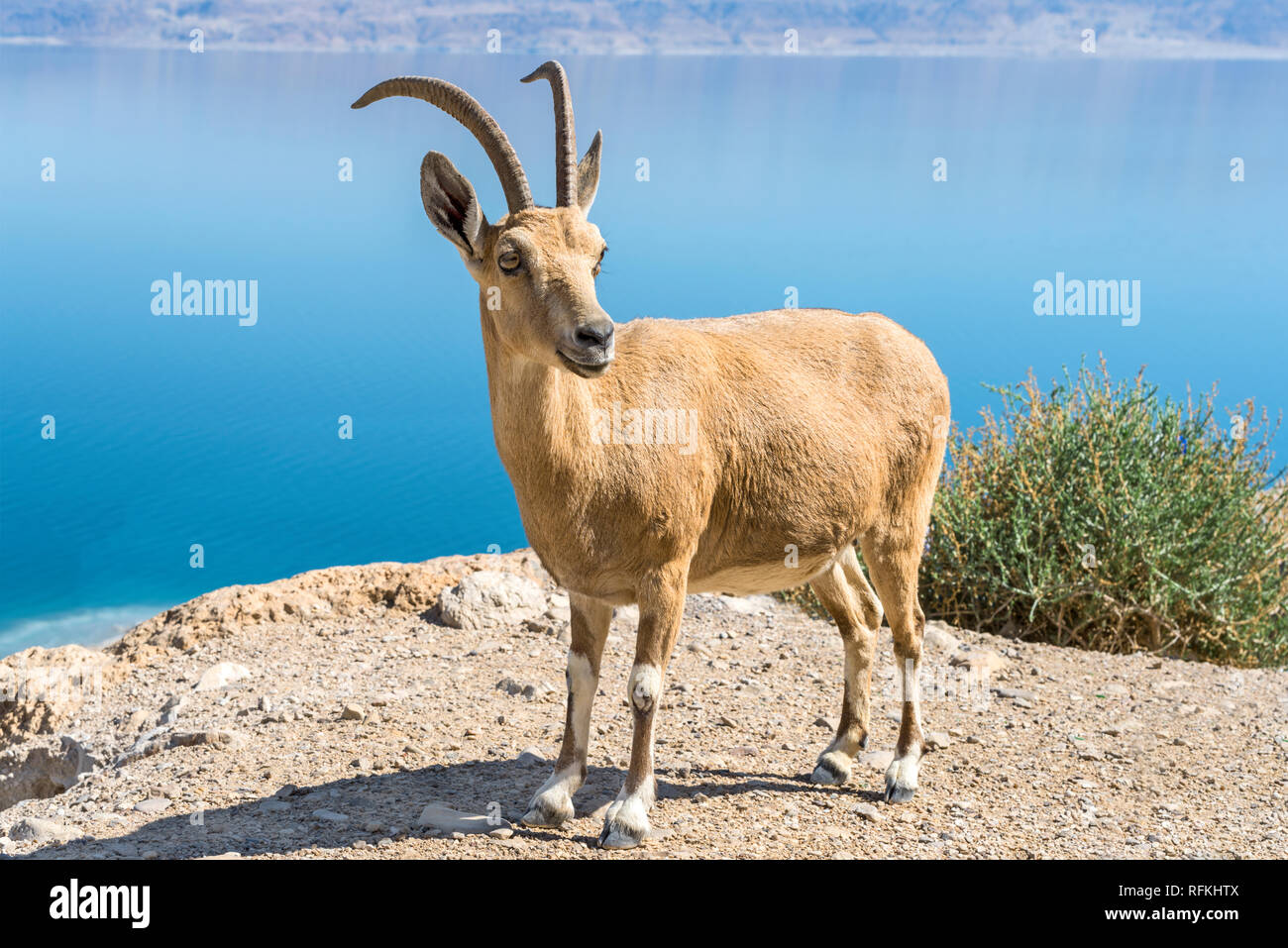 Goat antelope portrait Stock Photo Alamy
