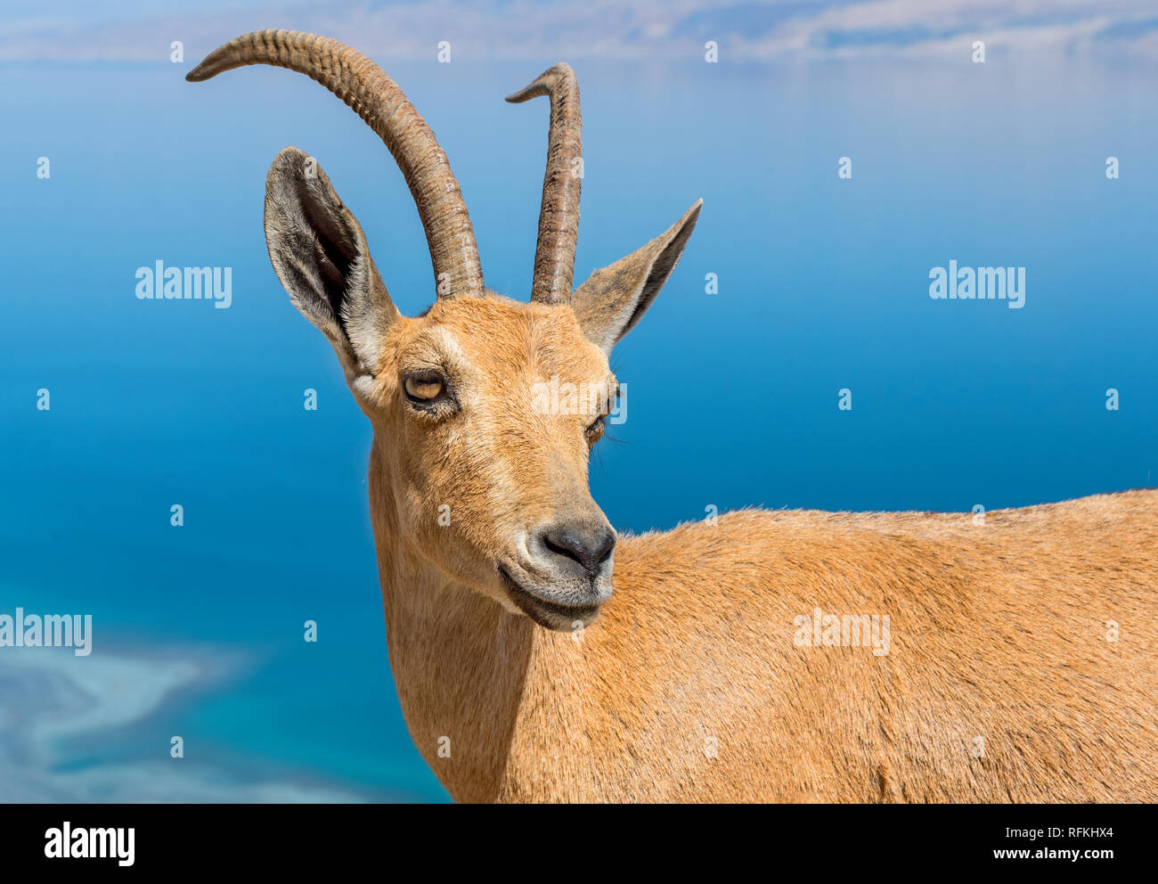 Goat antelope portrait Stock Photo Alamy