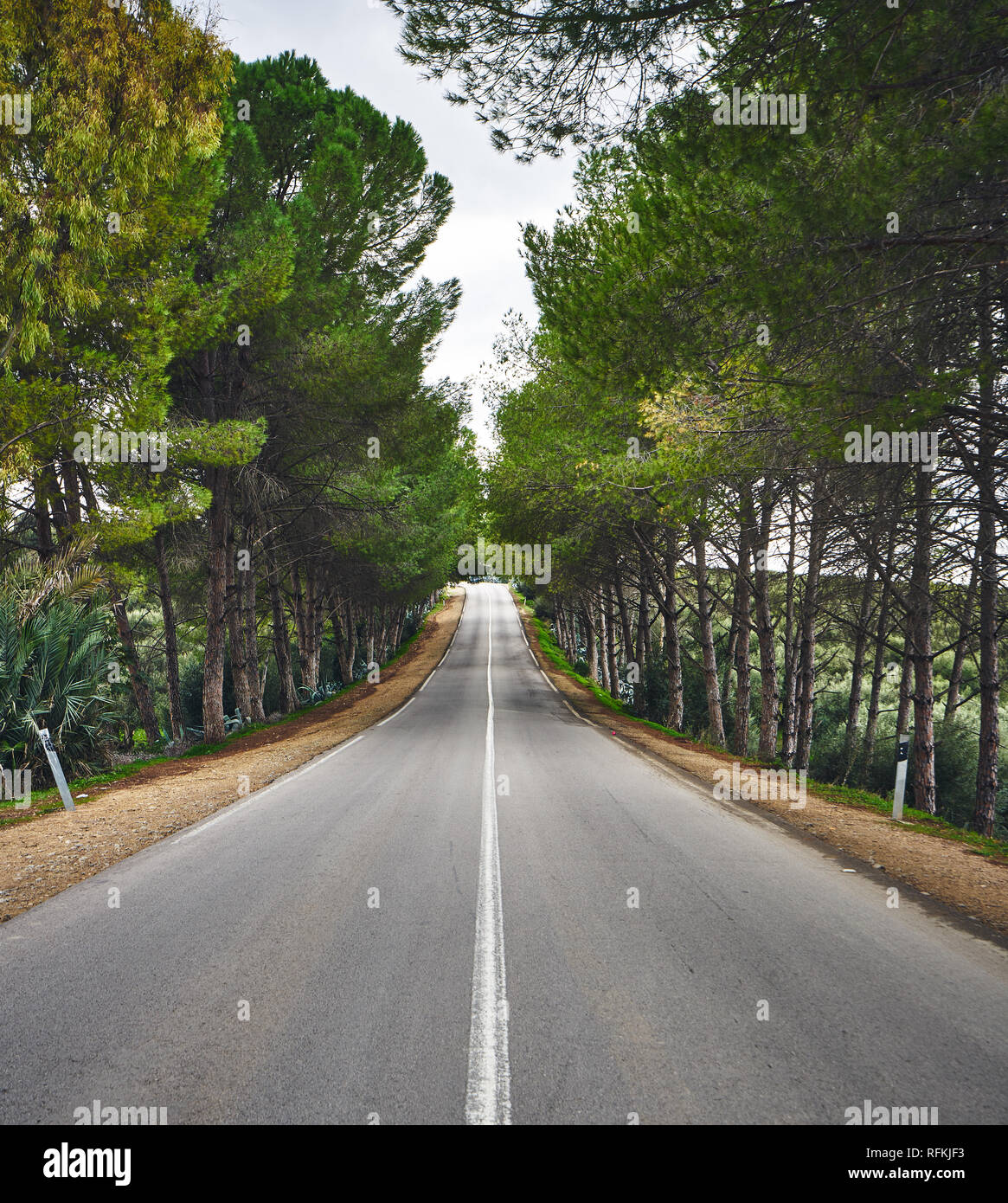 A scenic asphalt road between high green trees. Landscape shot from Northern Morocco, Africa Stock Photo