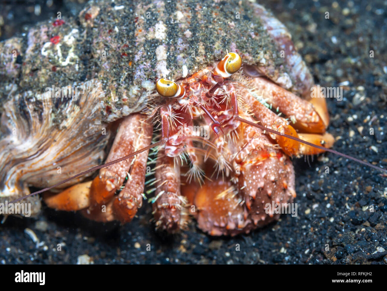 Hermit crabs are decapod crustaceans,superfamily Paguroidea. Stock Photo