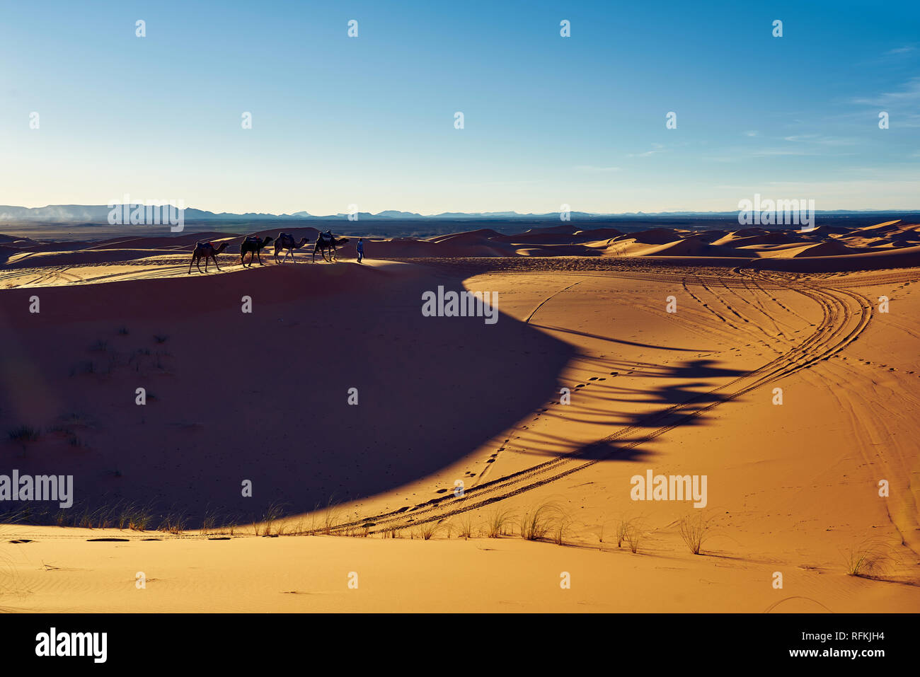 Camel caravan and shadows in desert Erg Chebbi, near town Merzouga, Sahara Desert, Morocco Stock Photo