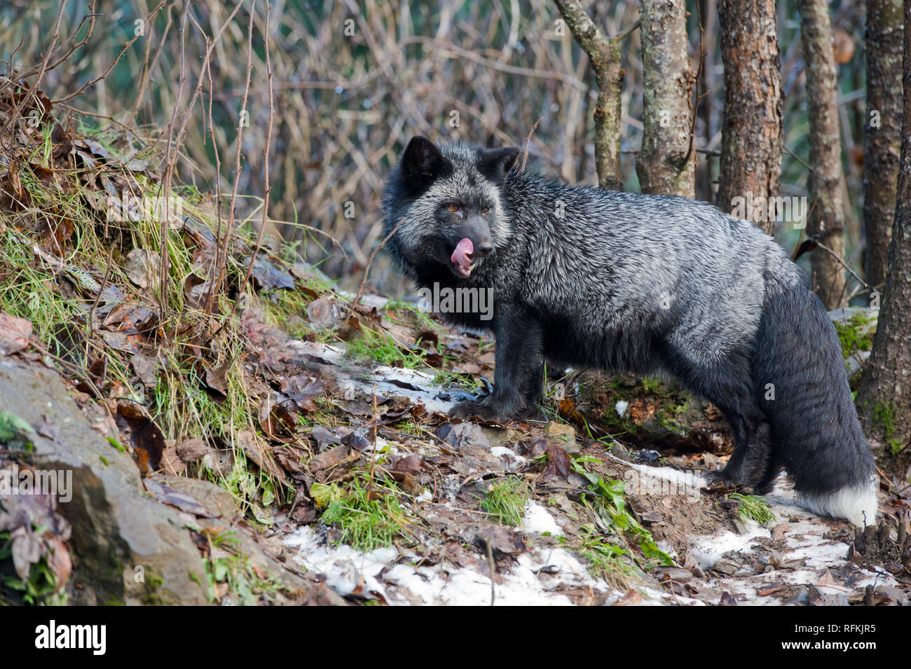 Captive silver fox (melanistic form of red fox - Vulpes vulpes) at Kroschel Films Wildlife Center near Haines AK Stock Photo