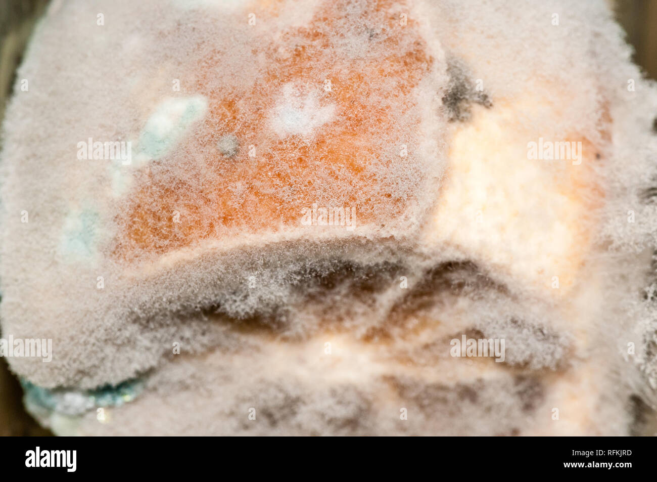 close-up view lemon mold Stock Photo