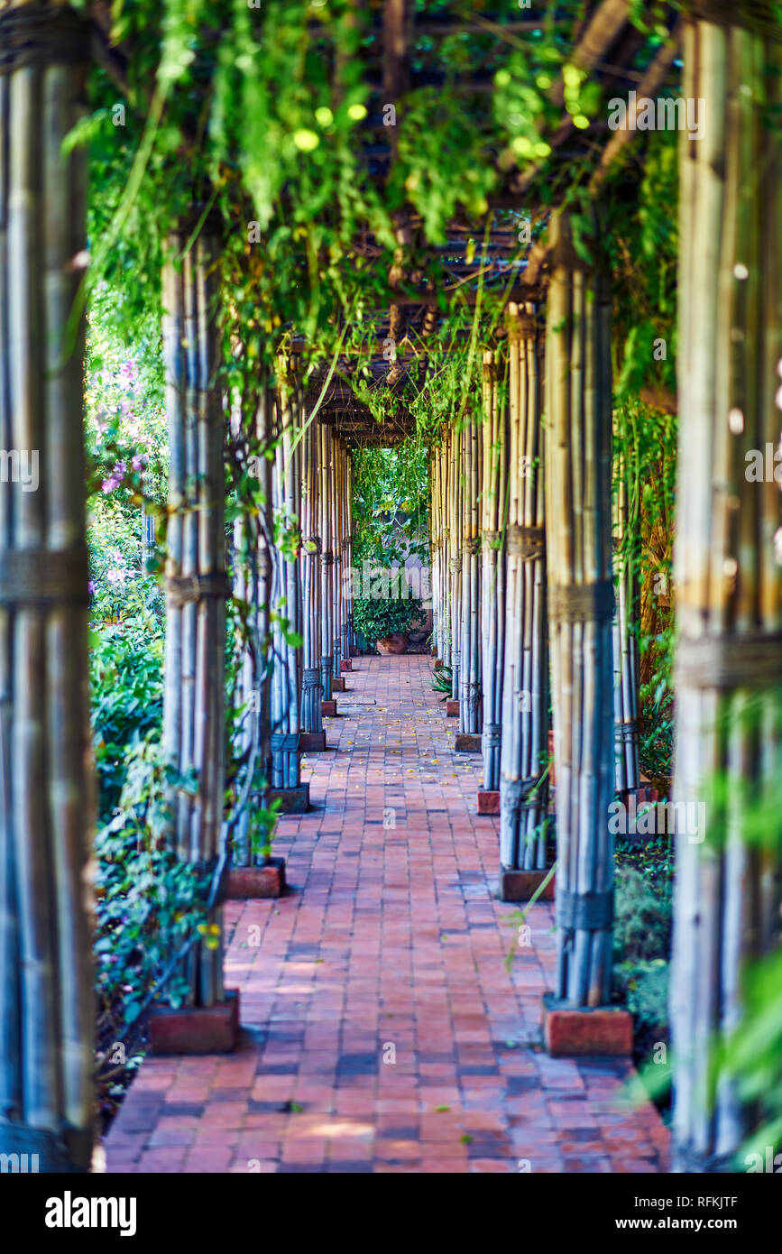 Depth between plants, Majorelle Garden / Jardin Majorelle, Marrakech, Morocco Stock Photo