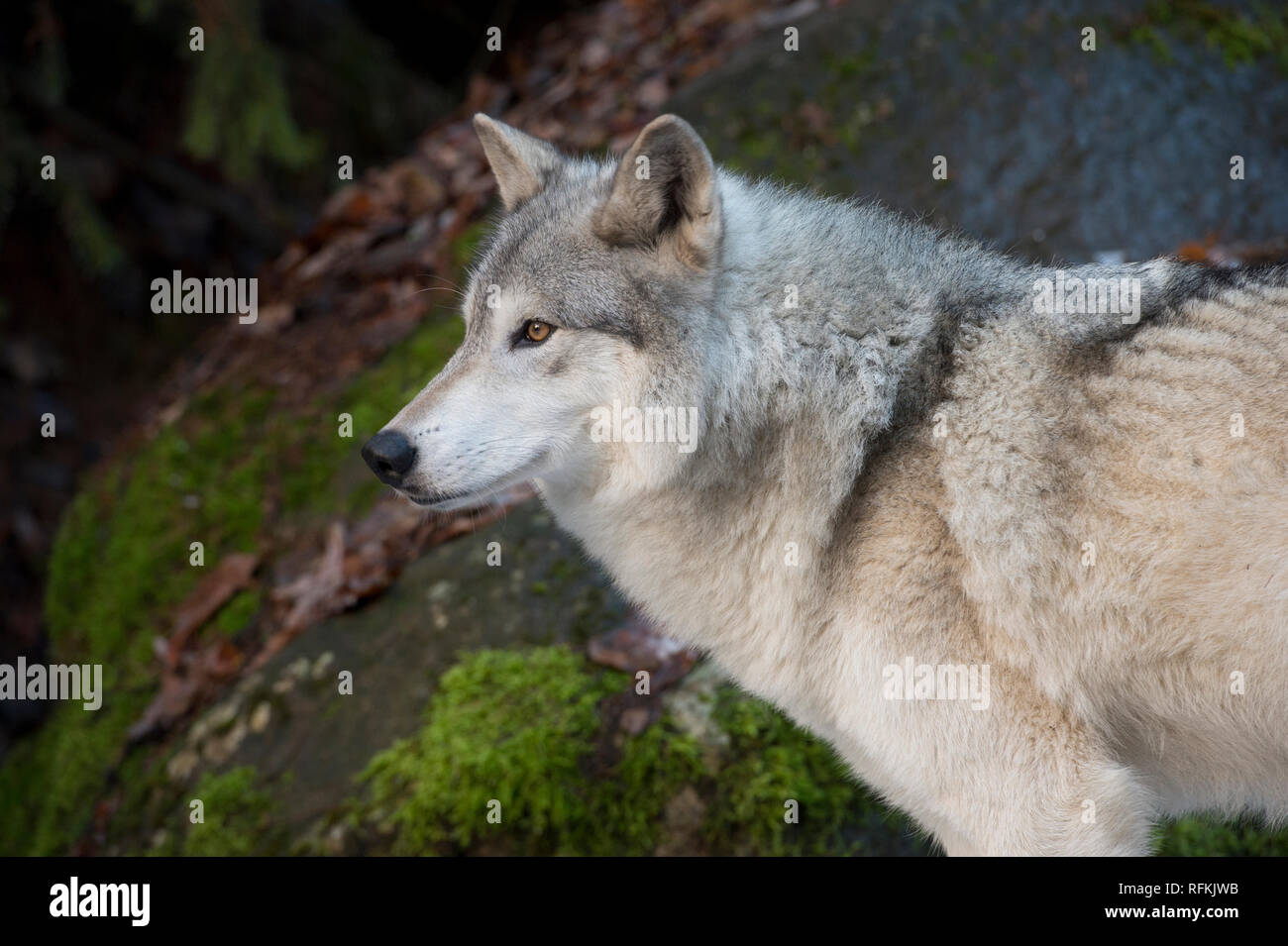 Captive gray wolf (Canis lupus) Stock Photo