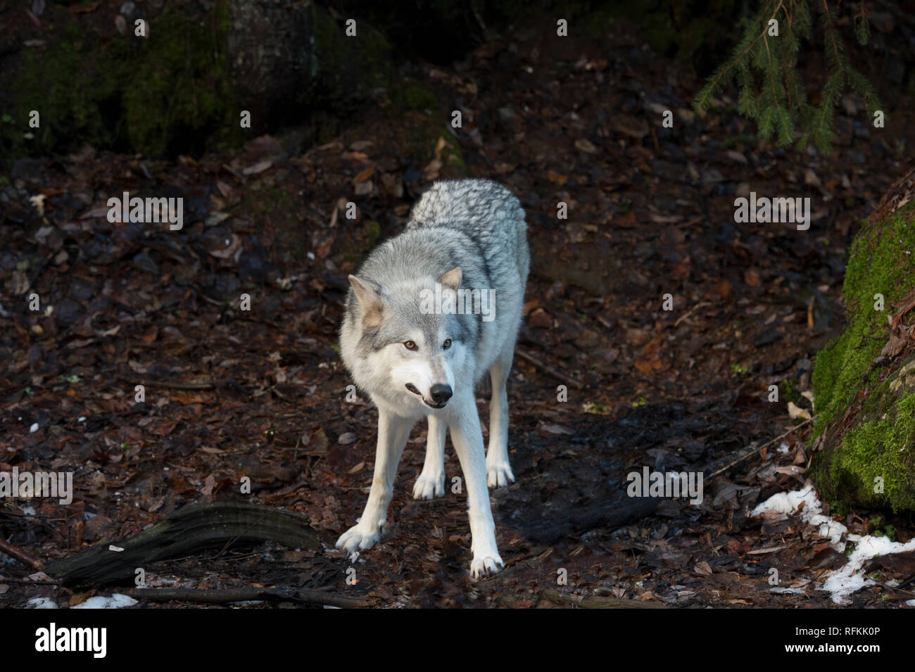 Captive gray wolf (Canis lupus) Stock Photo
