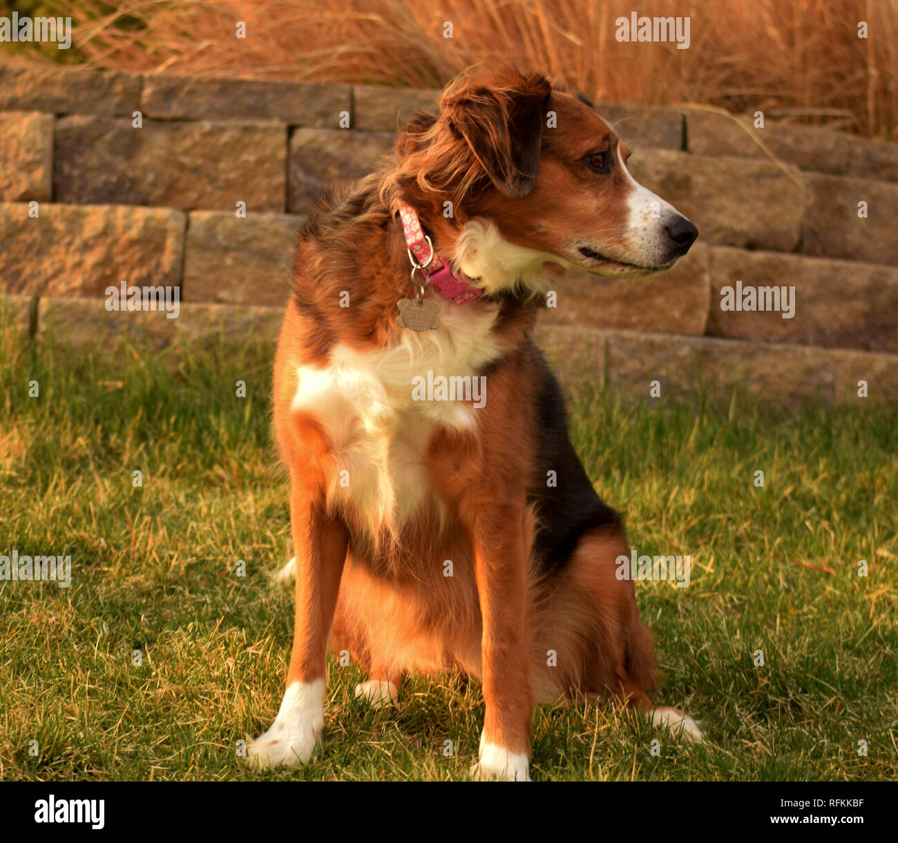Australian shepherd border collie mix sitting in grass on a sunny day Stock Photo -
