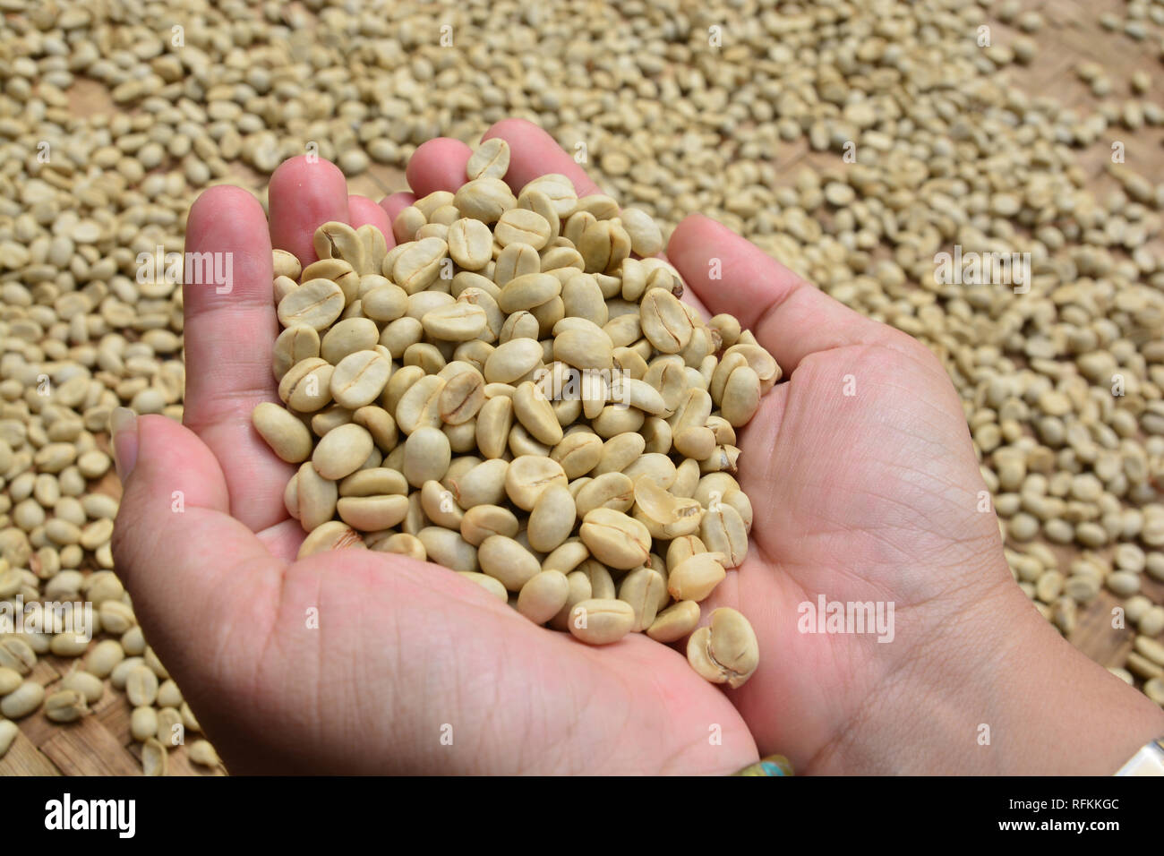 drying coffee beans (parchment coffee) in hand Stock Photo Alamy