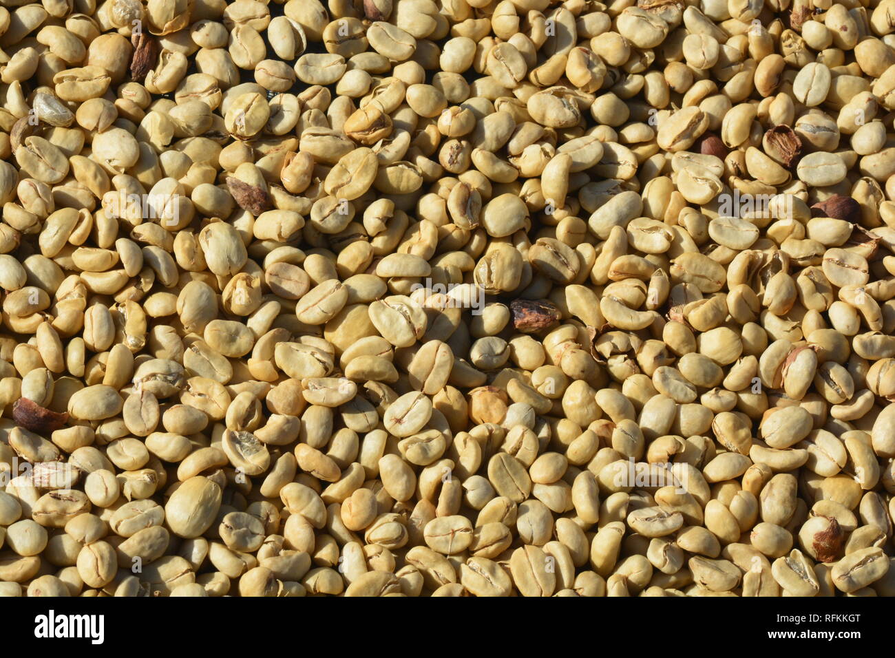 Define parchment coffee dried but unhulled coffee beans ** note select focus with shallow depth