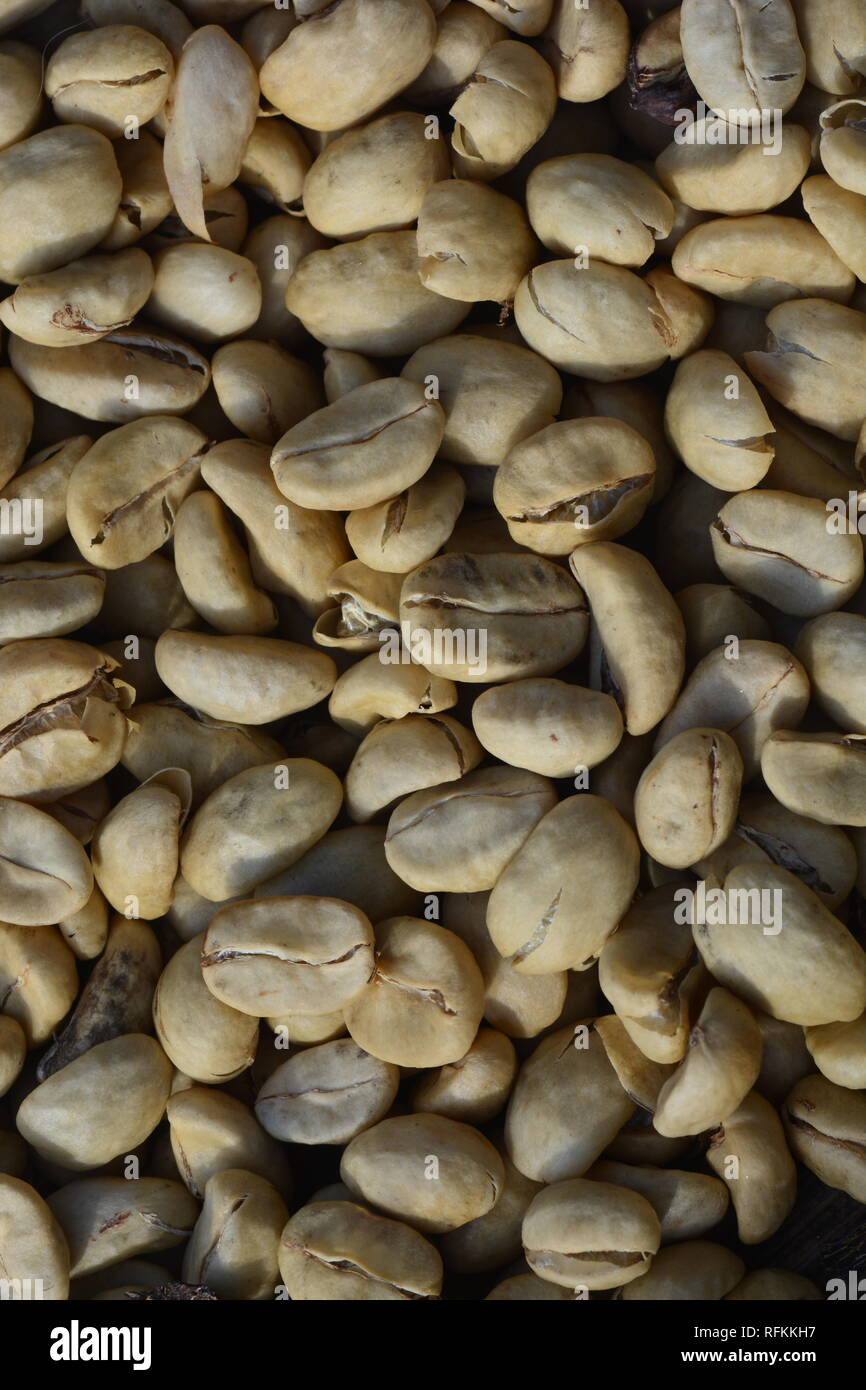 Define parchment coffee dried but unhulled coffee beans ** note select focus with shallow depth