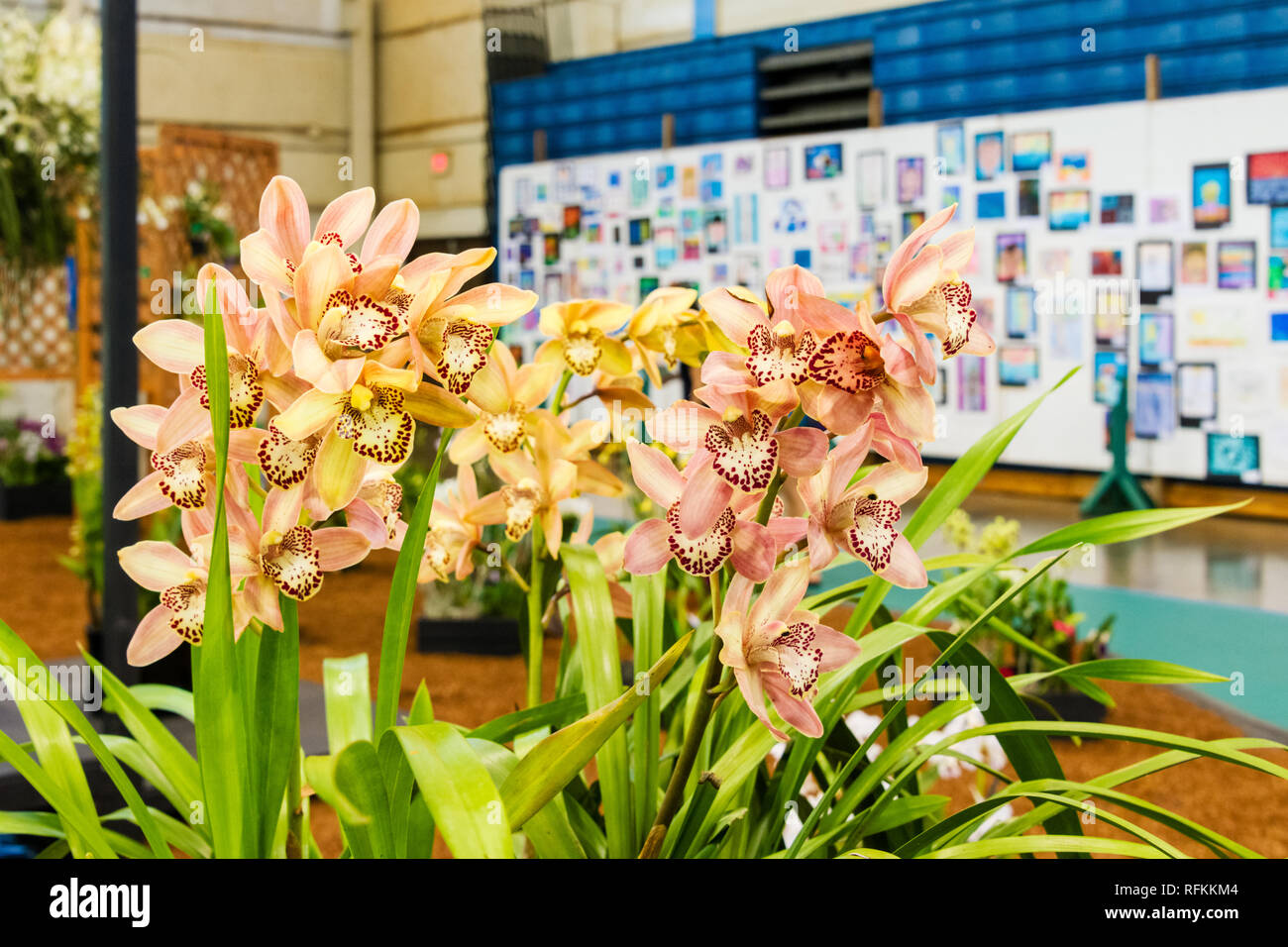 Maui Orchids Cymbidium Stock Photo