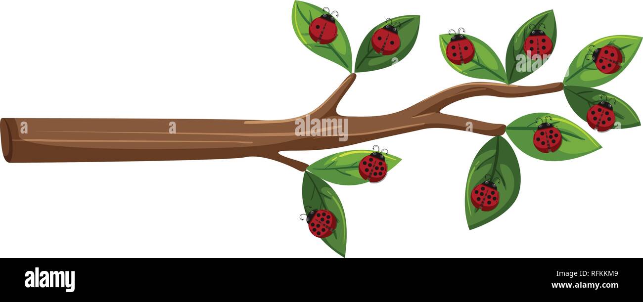 Tree branch with ladybug illustration Stock Vector Image & Art - Alamy