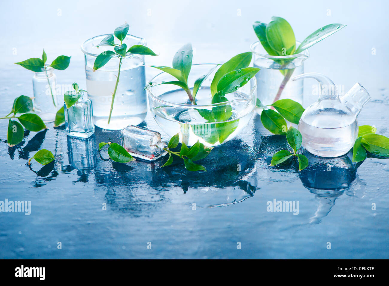 Green plants in glass jars header. Clarity and freshness concept with leaves and water. Light background with copy space Stock Photo
