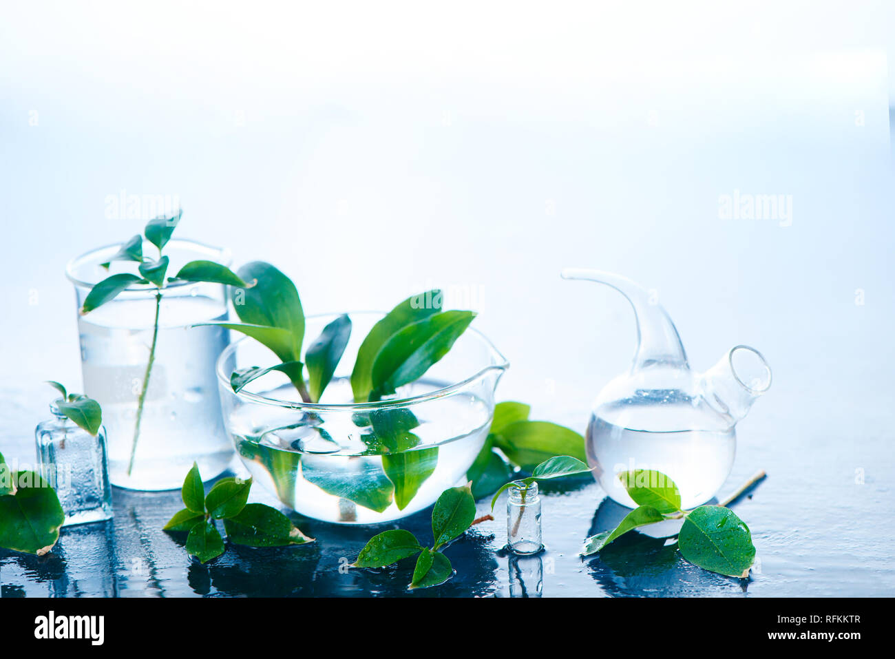 Medical plants in laboratory glassware header. Perfume and cosmetics natural concept with copy space. Stock Photo