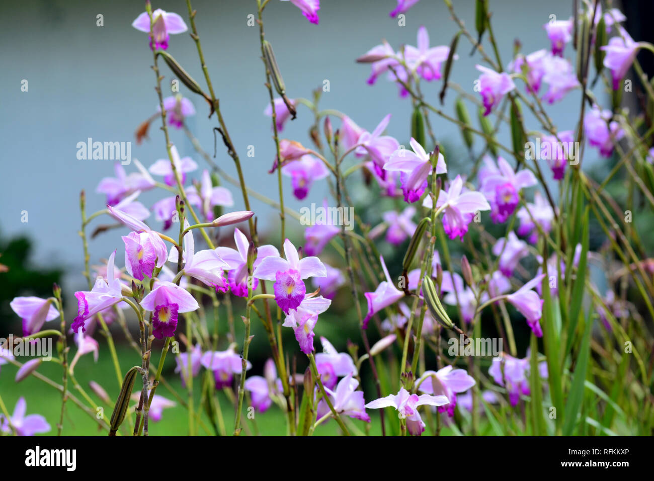 The bamboo orchid, Arundina graminifolia, is a species of orchid and the sole accepted species of the genus Arundina. ** note select focus with shallo Stock Photo