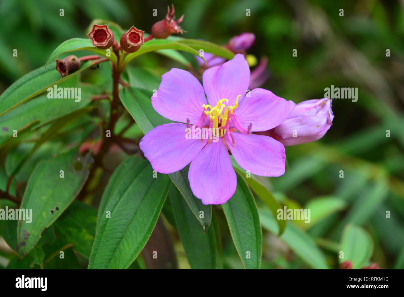 Indian Rhododendron , Malabar Melastome (Osbeckia stellata Ham.) Stock Photo