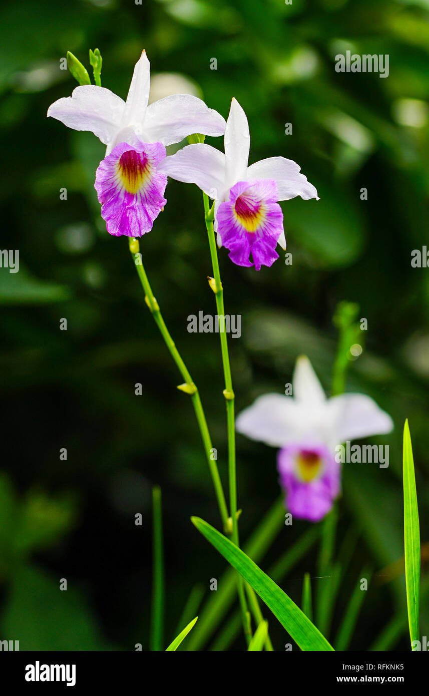 Lovely orchids hi-res stock photography and images - Alamy