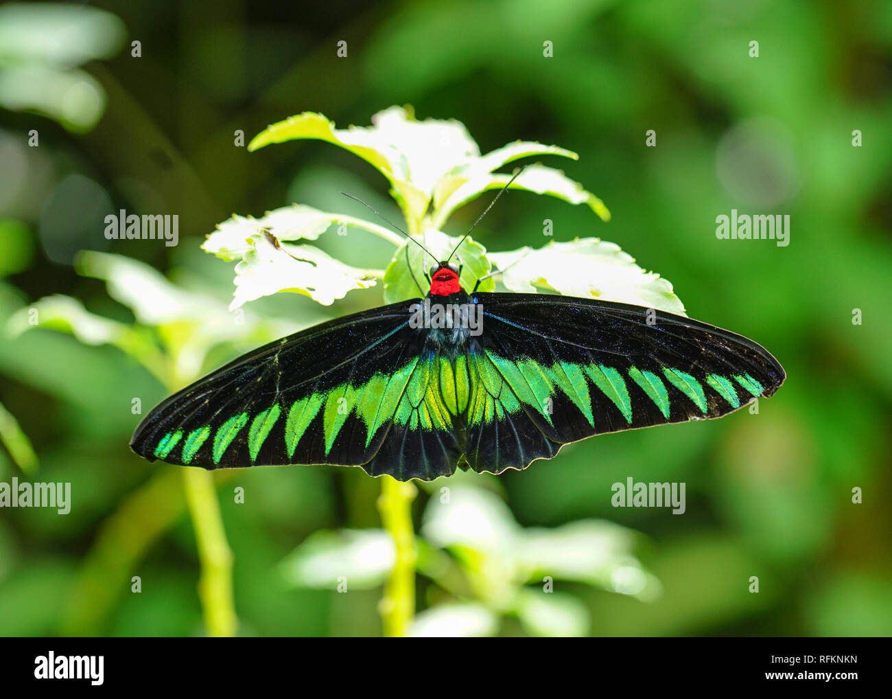 Rajah Brooke butterfly found in a garden Stock Photo - Alamy