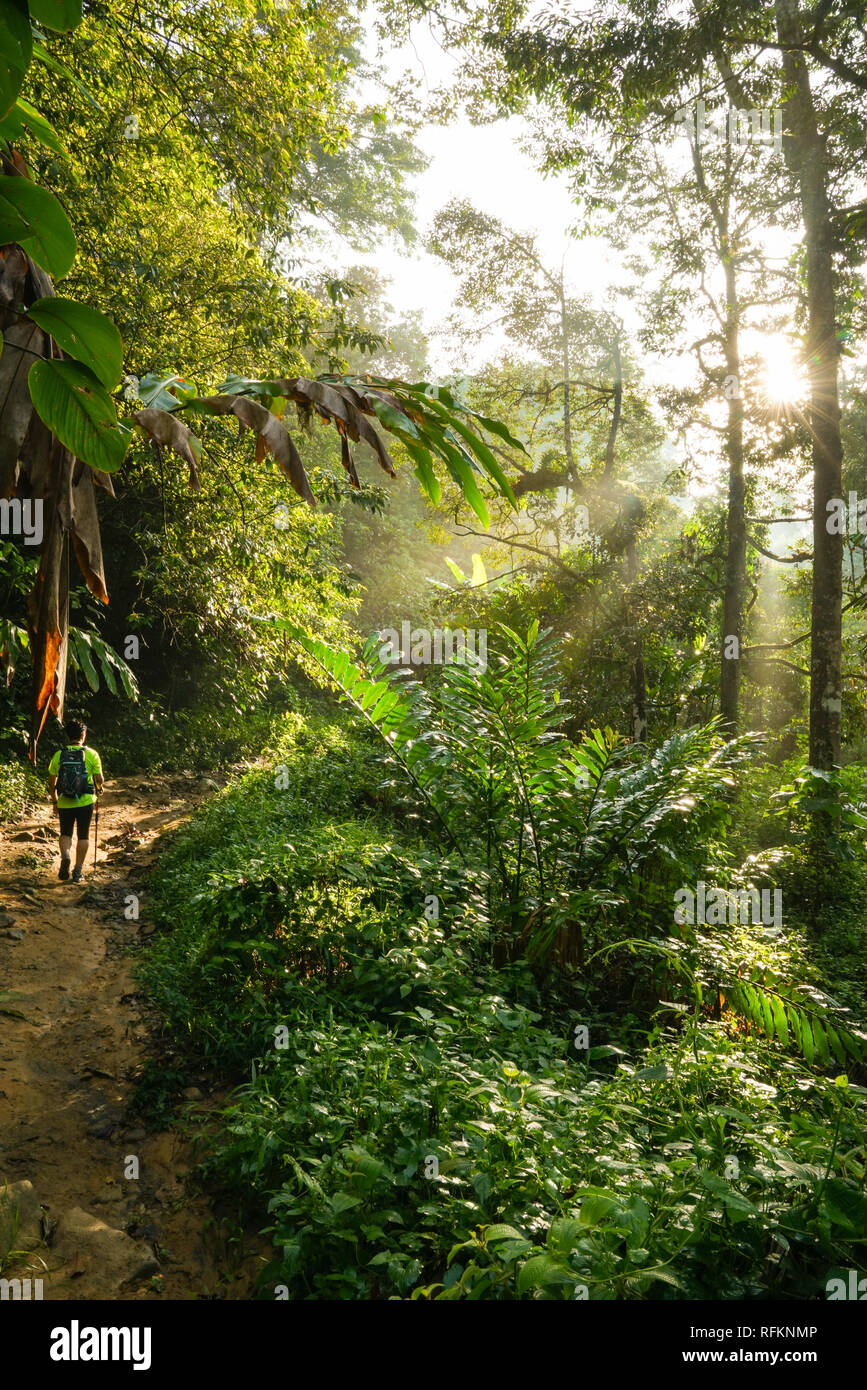 Hiking in a tropical forest in Malaysia Stock Photo - Alamy