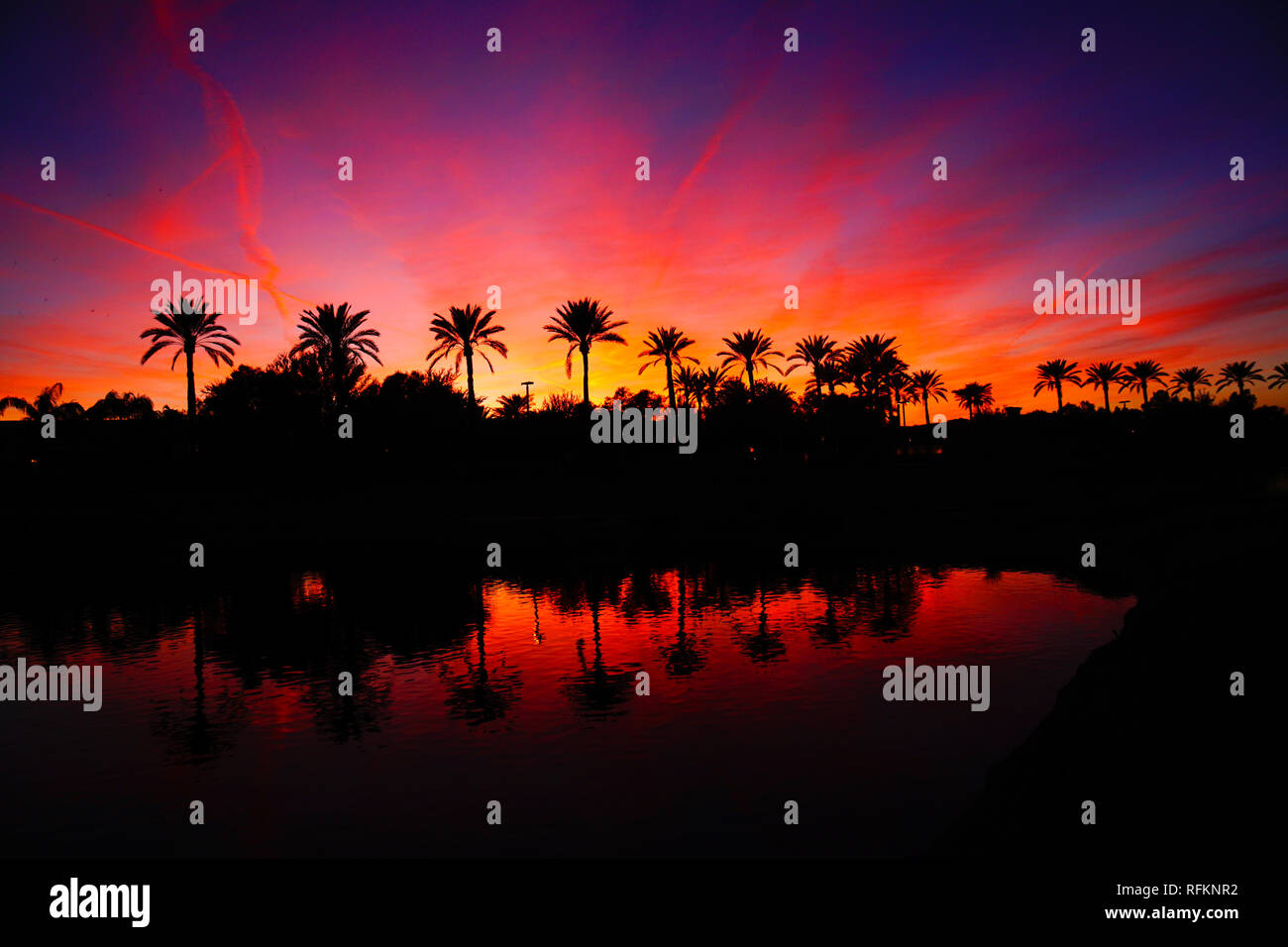 Palm trees are silhouetted and reflected at sunset Stock Photo - Alamy
