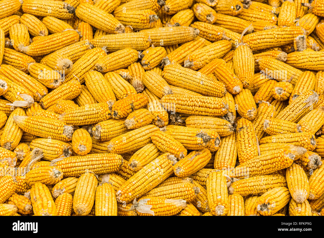 Corn maize cobs during harvesting season and combine harvester in ...