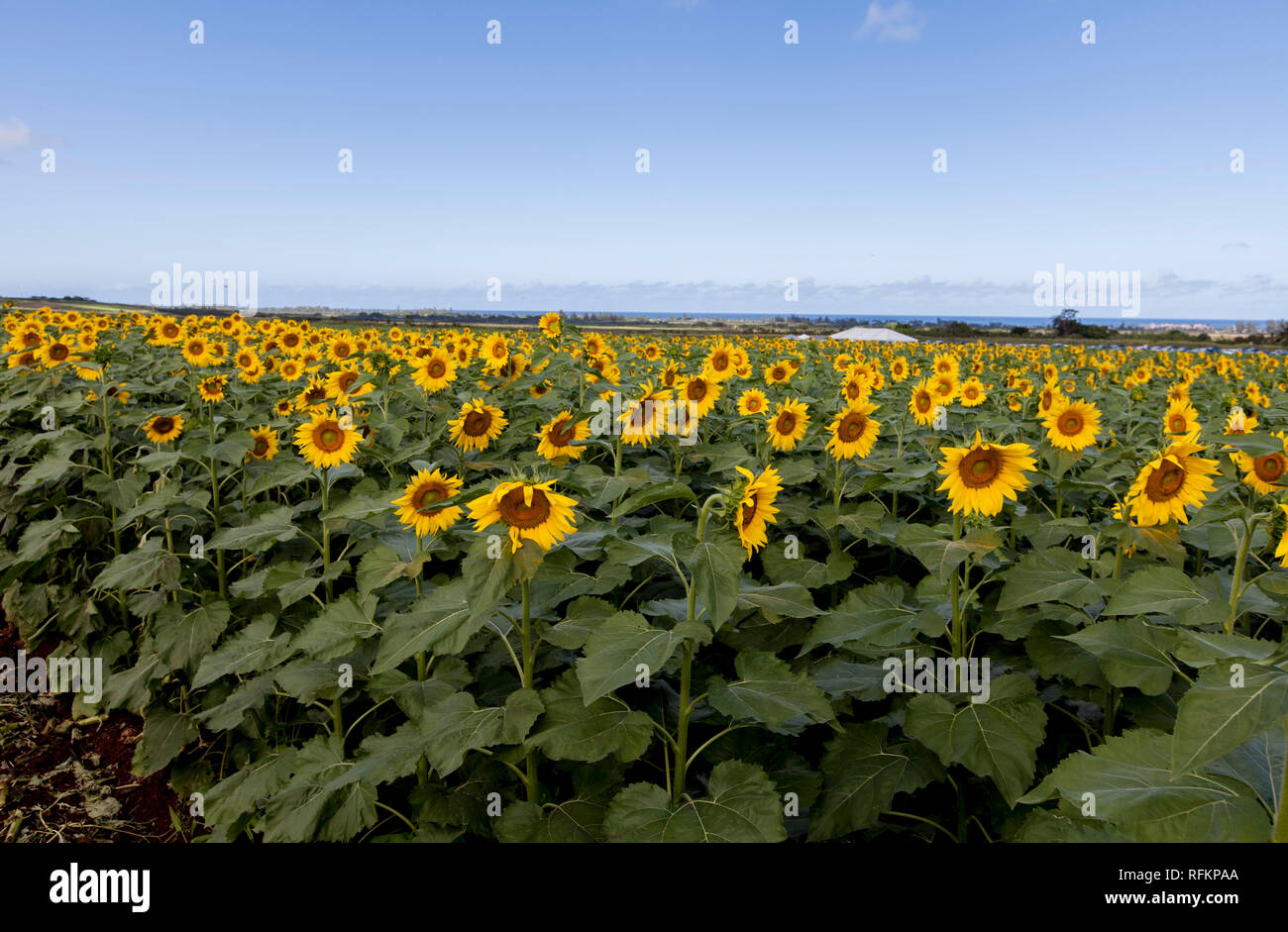 sunflower fields on Oahu, Hawaii Stock Photo Alamy
